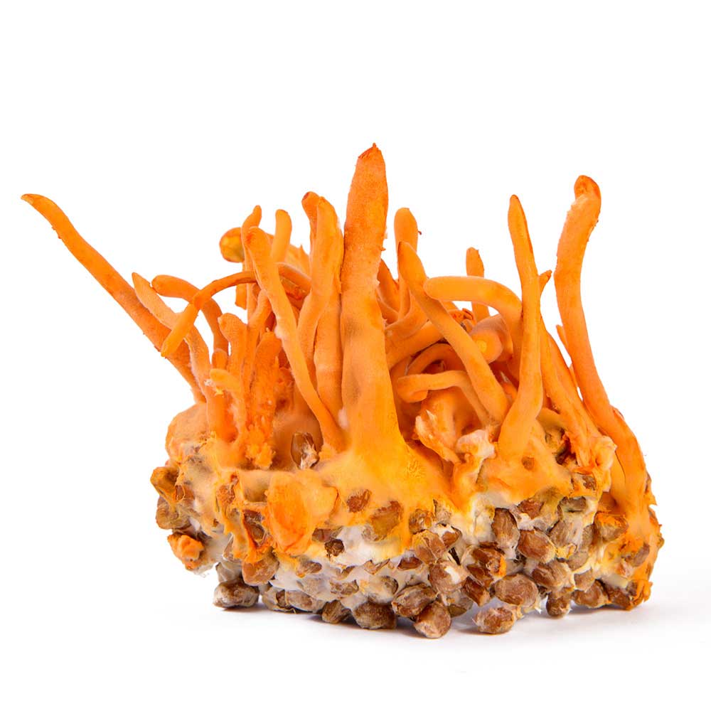 Cordyceps