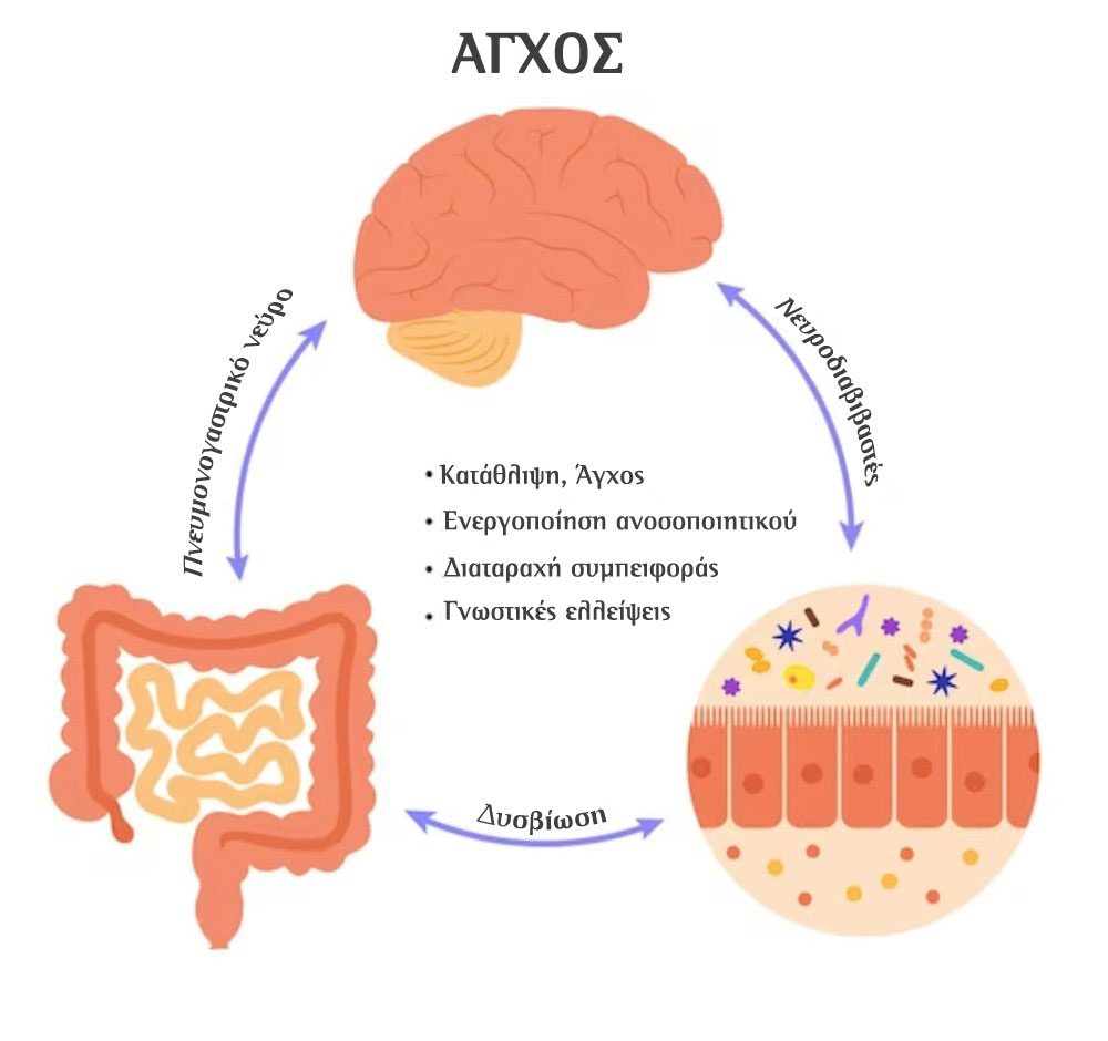 brain bowel axis 1